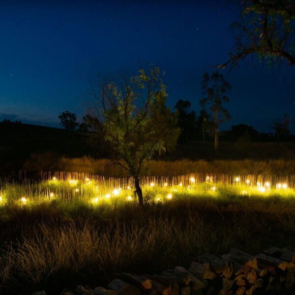 Yellow light installation in wetland. Silhouettes of trees against dark sky.