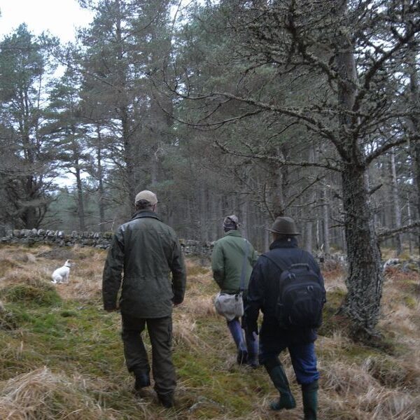 Three people walking in a forest.