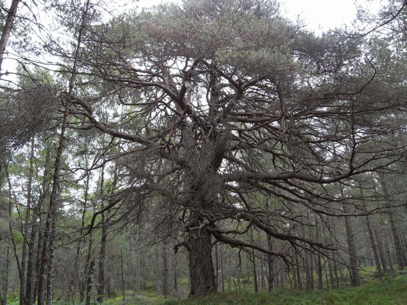 Large tree in forest.