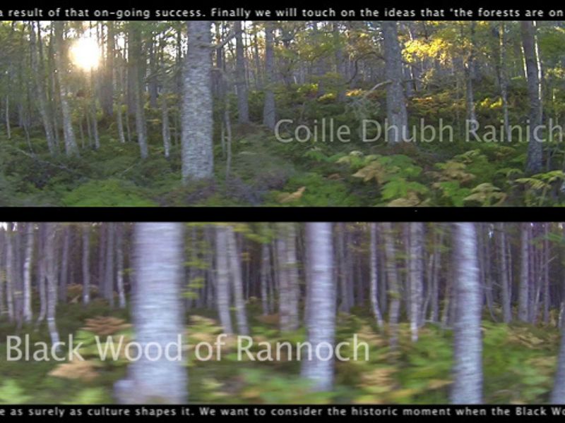 Black Wood of Rannoch video installation still showing a photos of a sunlit forest.