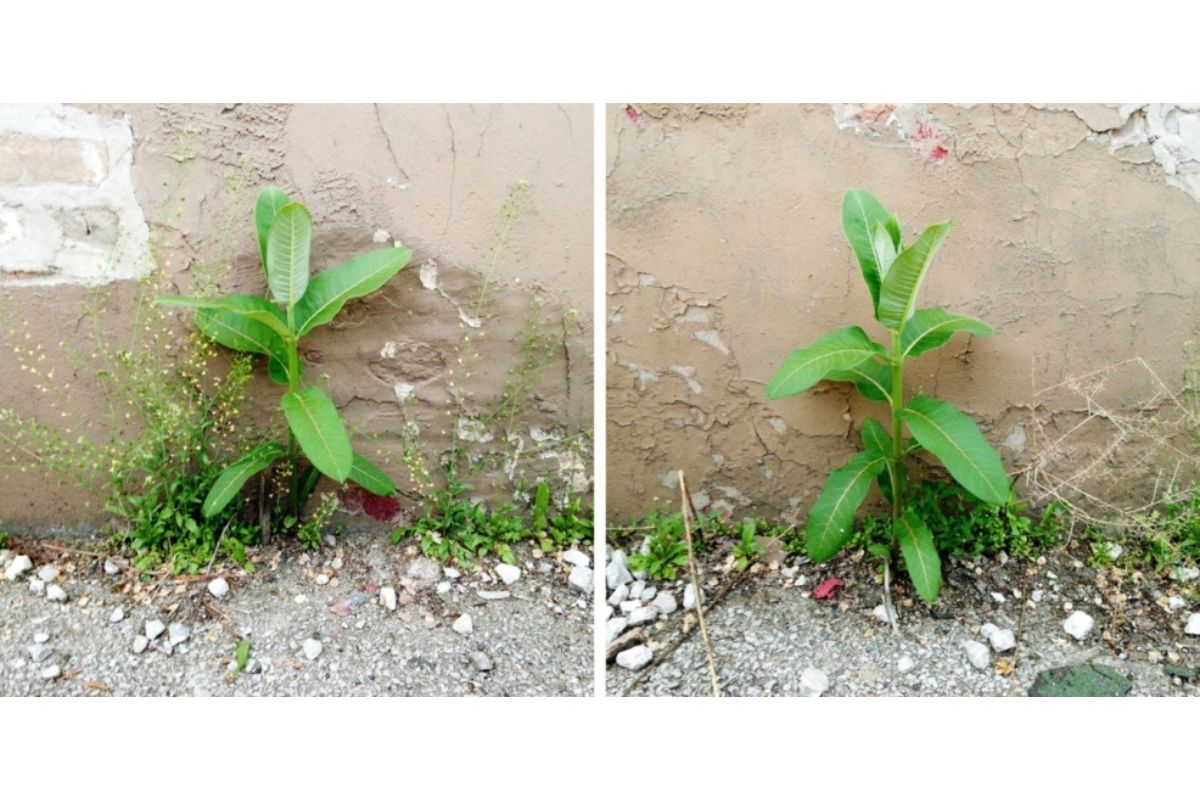 Two side-by-side photos of milkweed growing